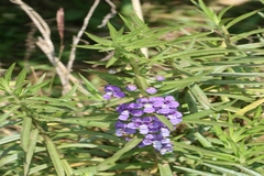 Angelonia salicariifolia